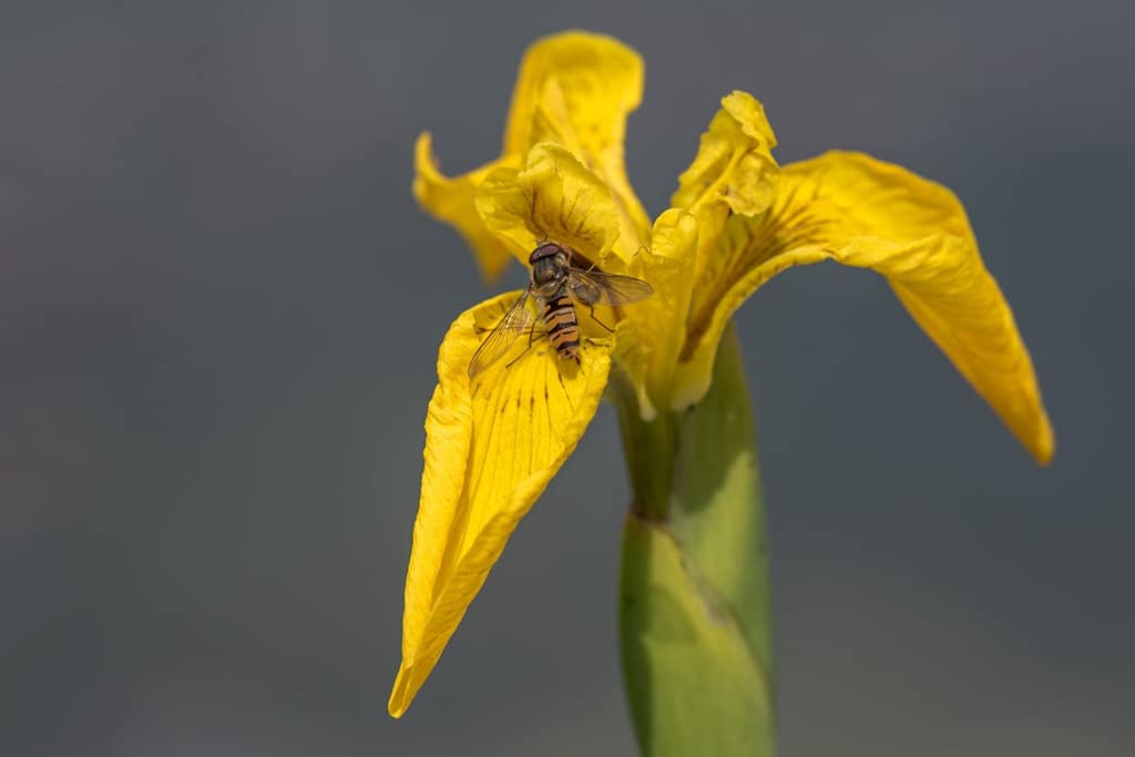 Edit Episyrphus balteatus, snorzweefvlieg