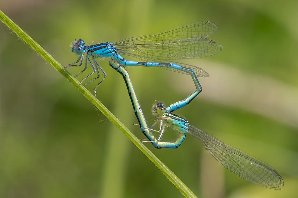 Coenagrion scitulum, gaffelwaterjuffer