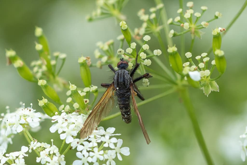 Empis tessellata, Grote dansvlieg