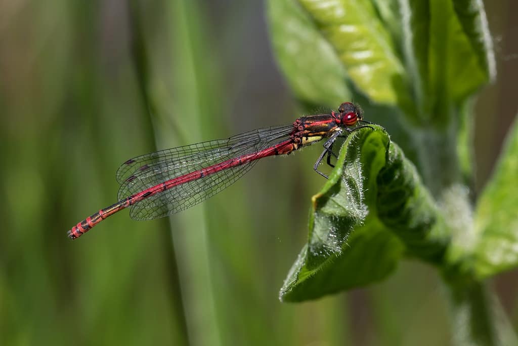 Pyrrhosoma nymphula, Vuurjuffer