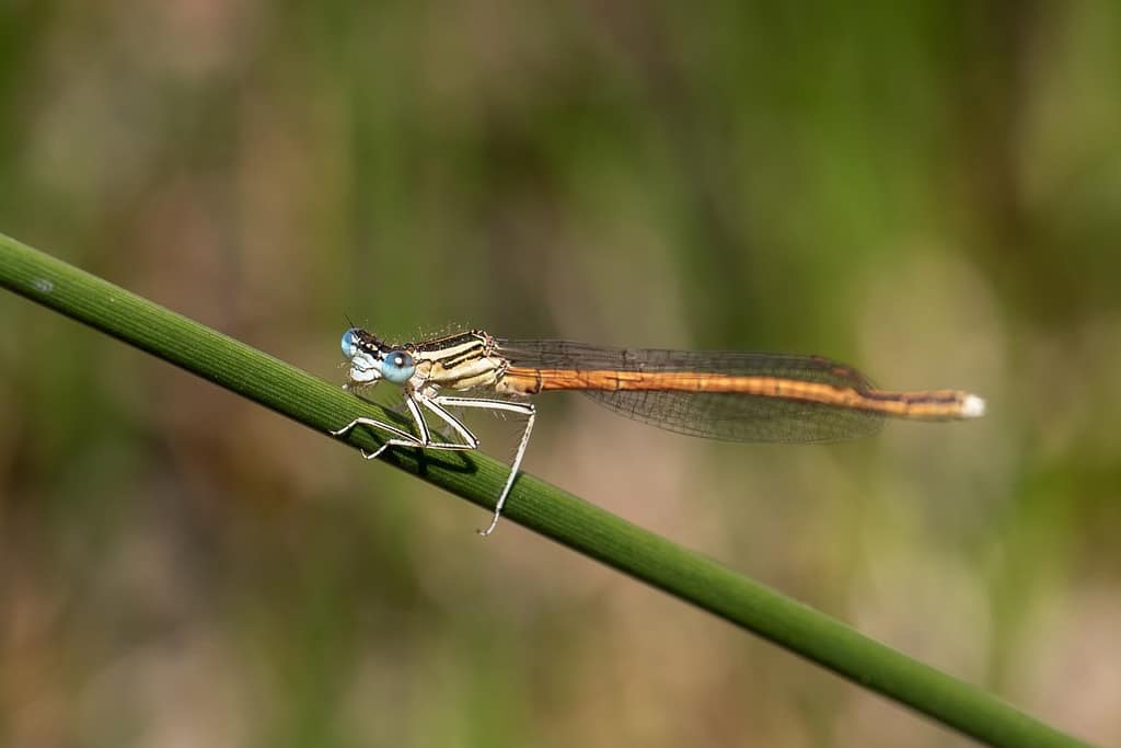 Platycnemis acutipennis, Oranje breedscheeenjuffer