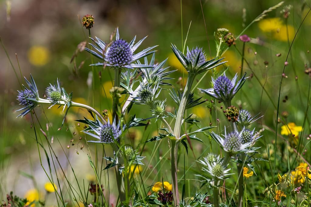 Eryngium bourgatii, Blauwe distel