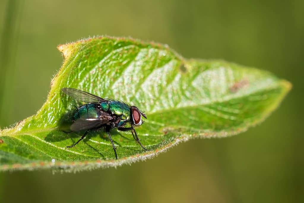 Lucilia caesar, Keizersvlieg