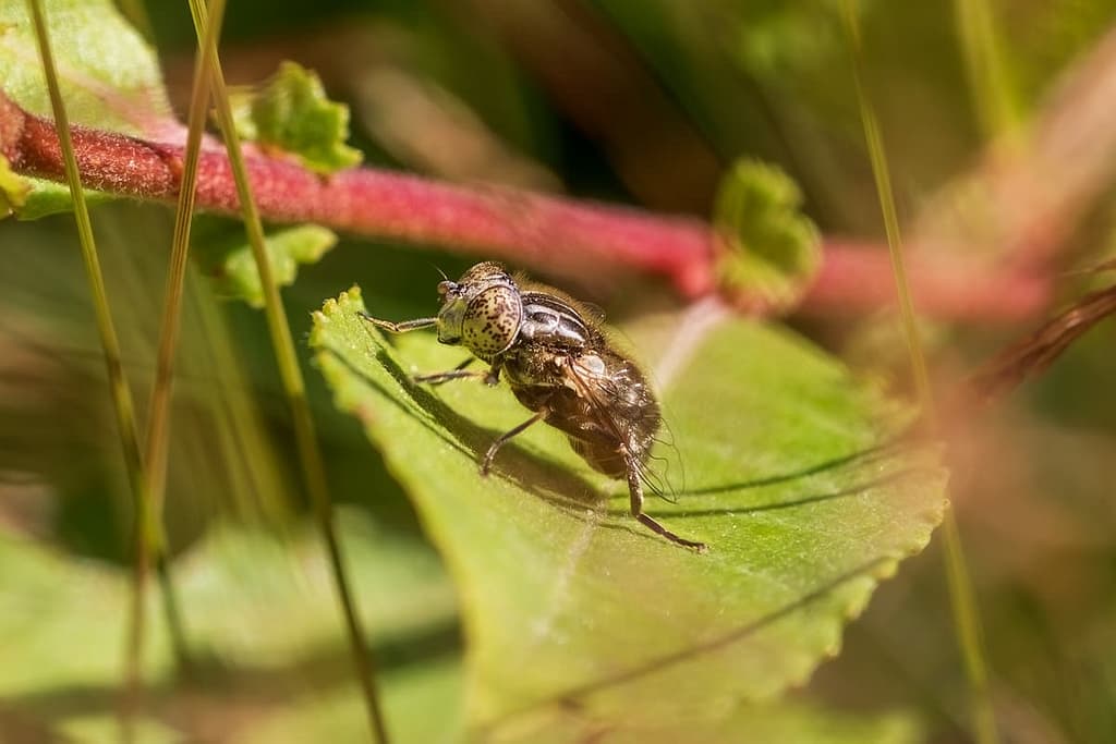Eristalinus sepulchralis, Weidevlekoog