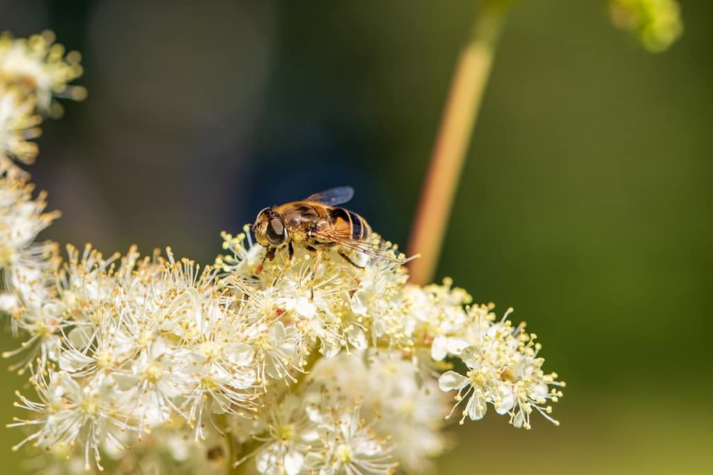 Eristalis arbustorum, Kleine bijvlieg