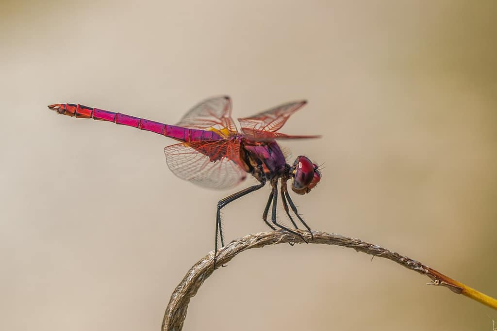Trithemis annulata, Purperlibel