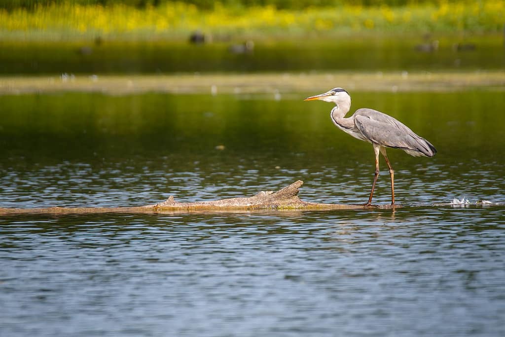 Ardea cinerea, Blauwe reiger