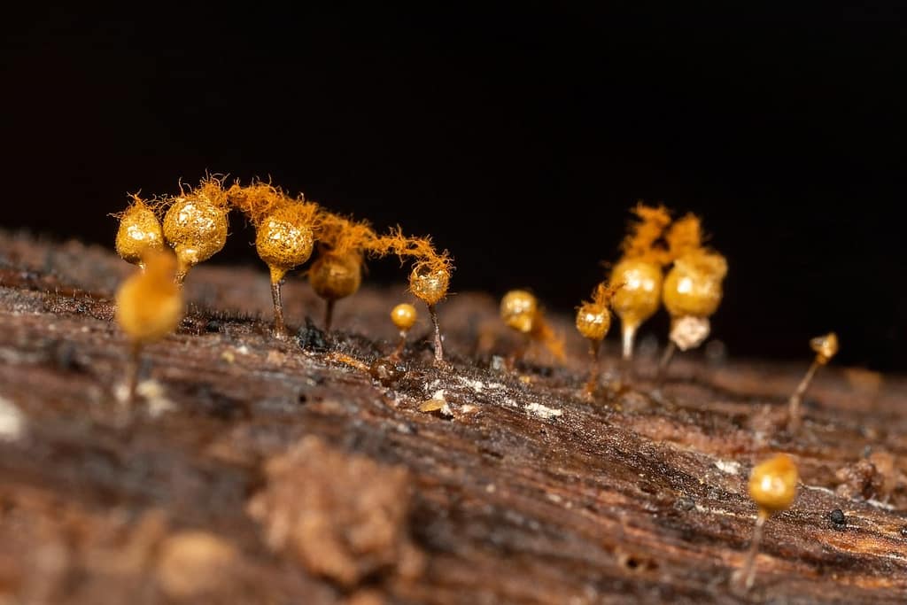 Hemitrichia calyculata