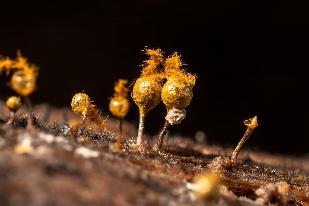 Hemitrichia calyculata