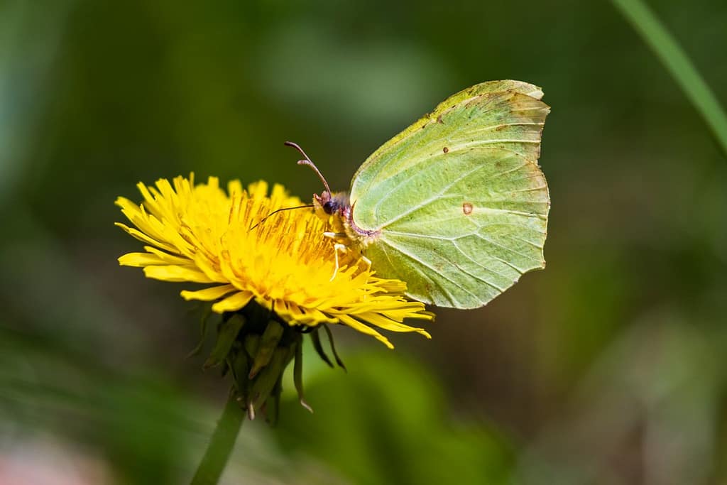 Gonepteryx rhamni, Citroenvlinder