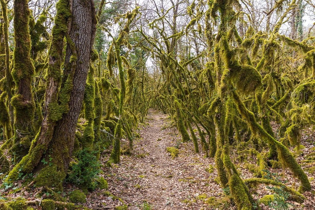 Omgeving bij Chapelle de Saint-Symphorien