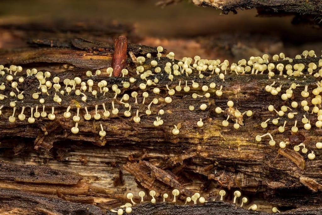 Slijmzwam in ontwikkeling