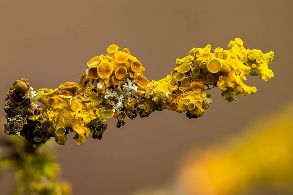 Xanthoria parietina, Groot dooiermos