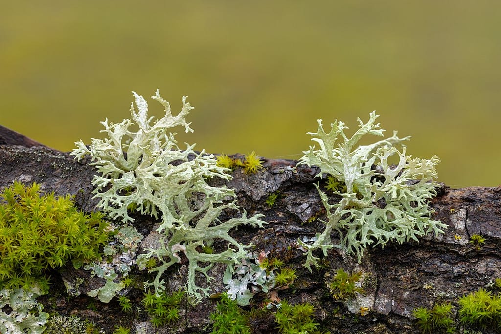 Evernia prunastri, Eikenmos