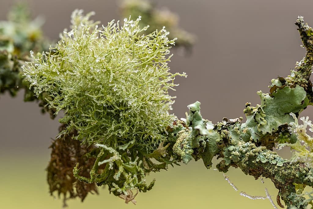 Evernia prunastri, Eikenmos??
