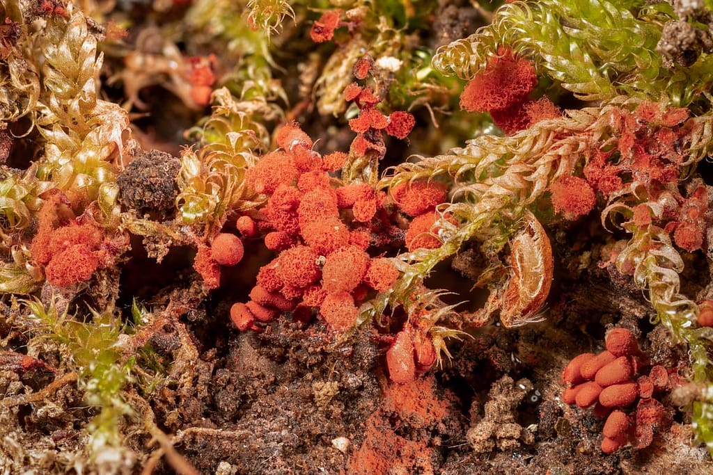 Arcyria denudata, Karmijnrood netwatje