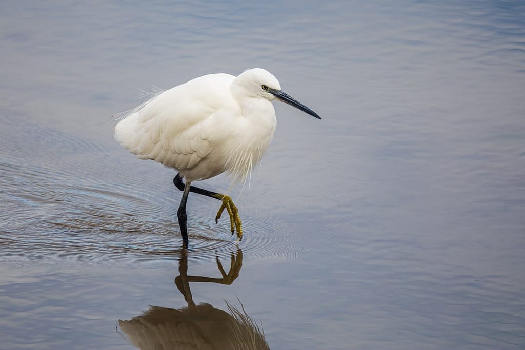 Egretta garzetta, Kleine zilverreiger