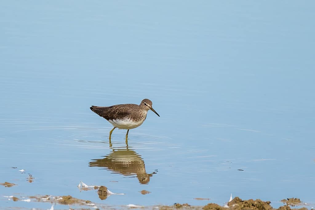Tringa ochropus, Witgat