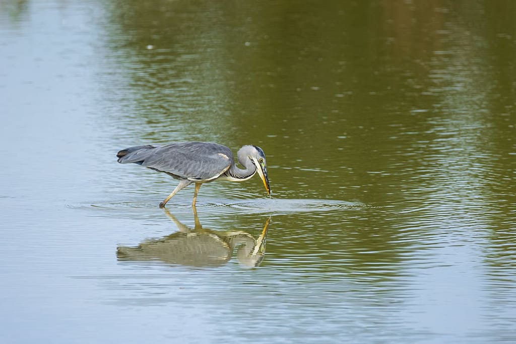 Ardea cinerea, Blauwe reiger