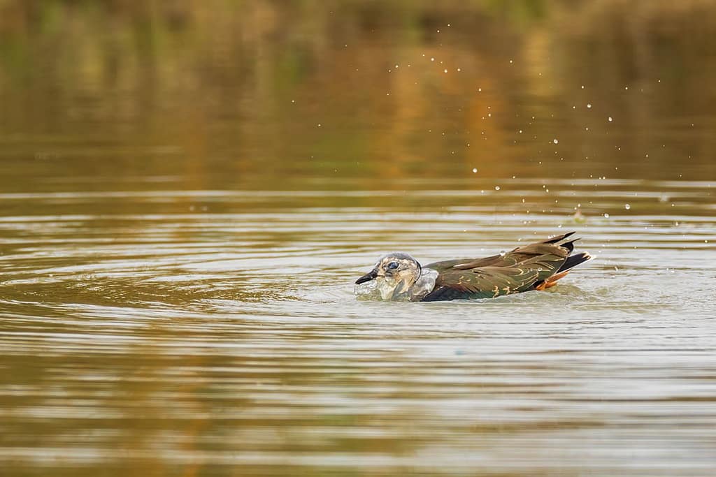 Vanellus vanellus, Kievit