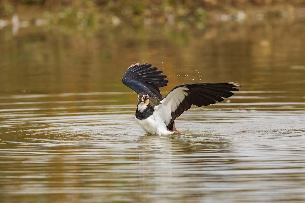 Vanellus vanellus, Kievit