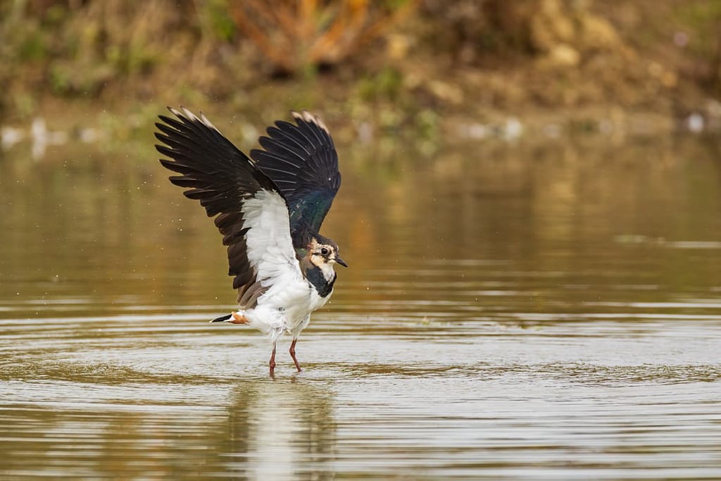 Vanellus vanellus, Kievit