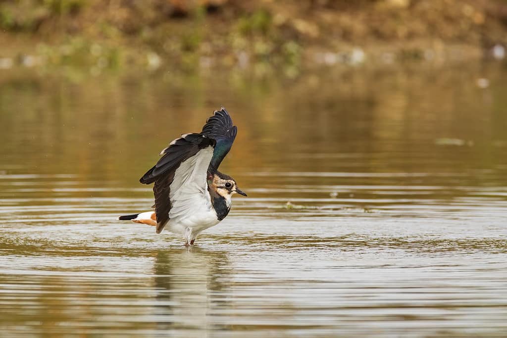 Vanellus vanellus, Kievit
