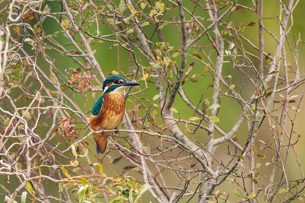 Alcedo atthis, IJsvogel