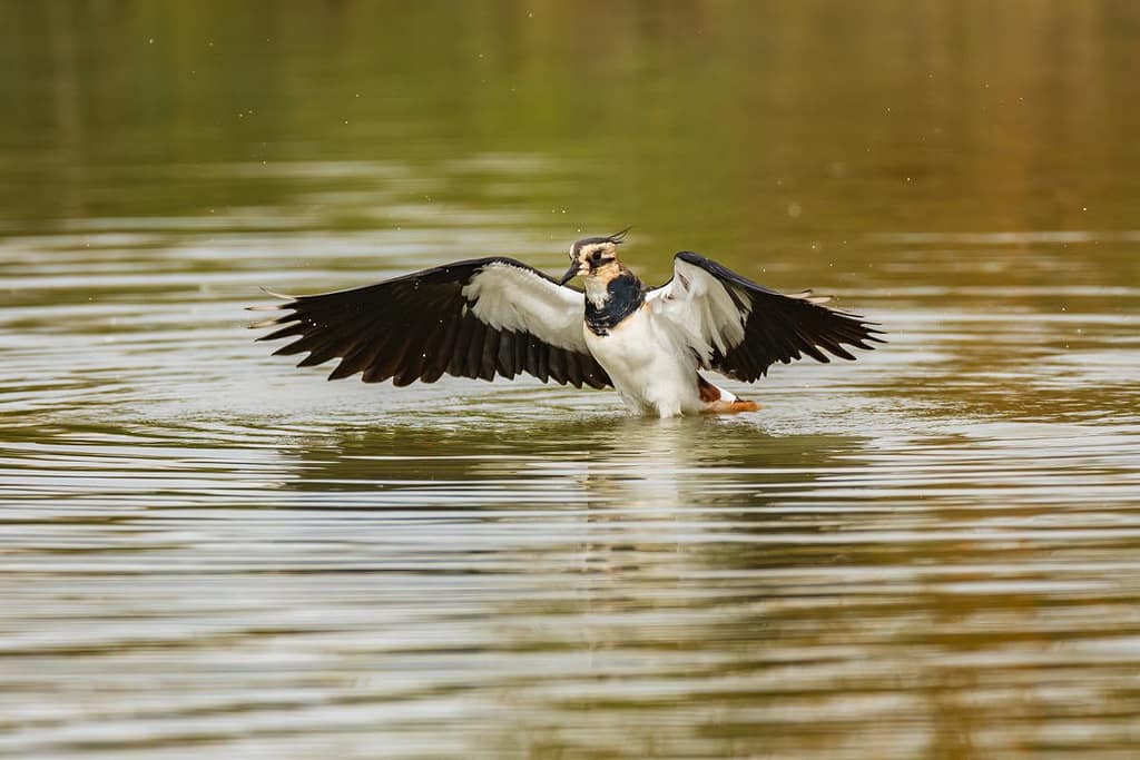 Vanellus vanellus, Kievit