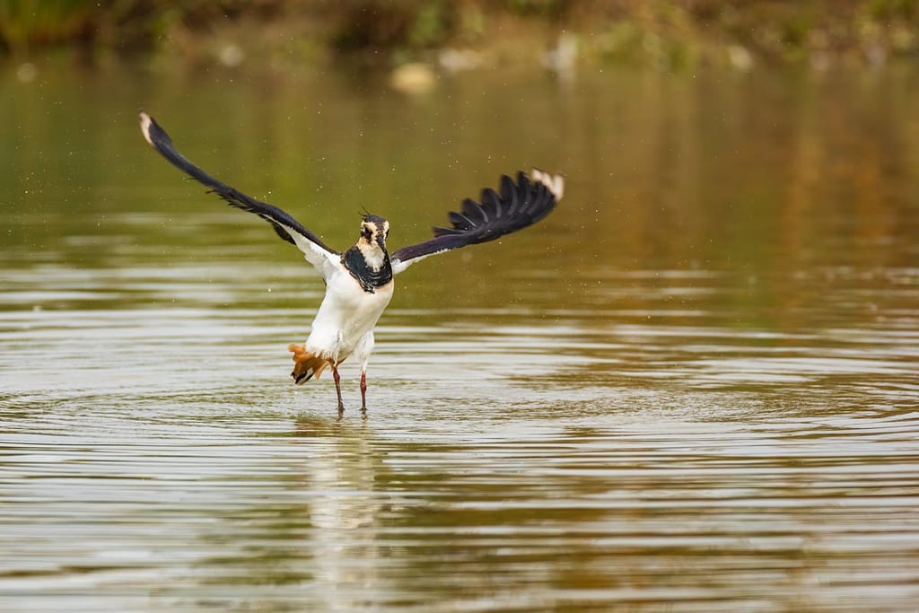 Vanellus vanellus, Kievit
