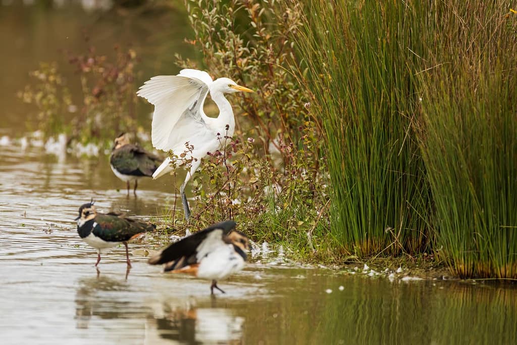 Ardea ibis, Koereiger