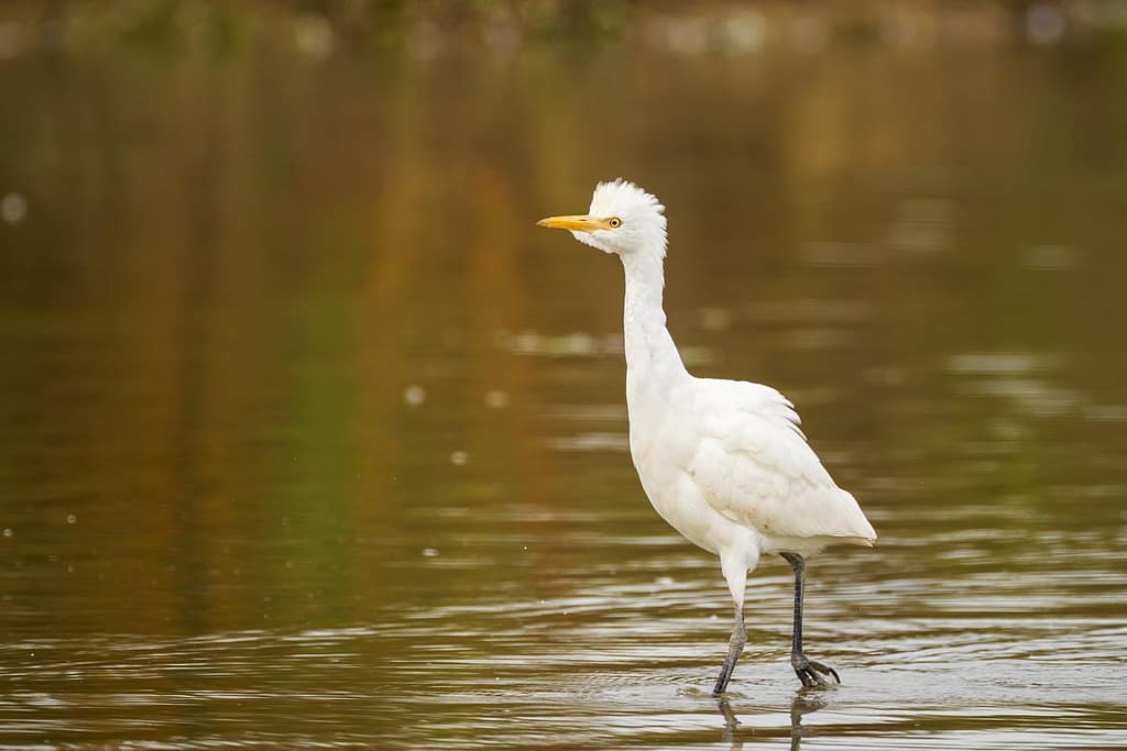 Ardea ibis, Koereiger
