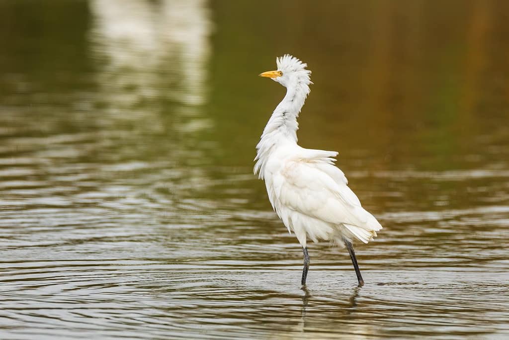 Ardea ibis, Koereiger