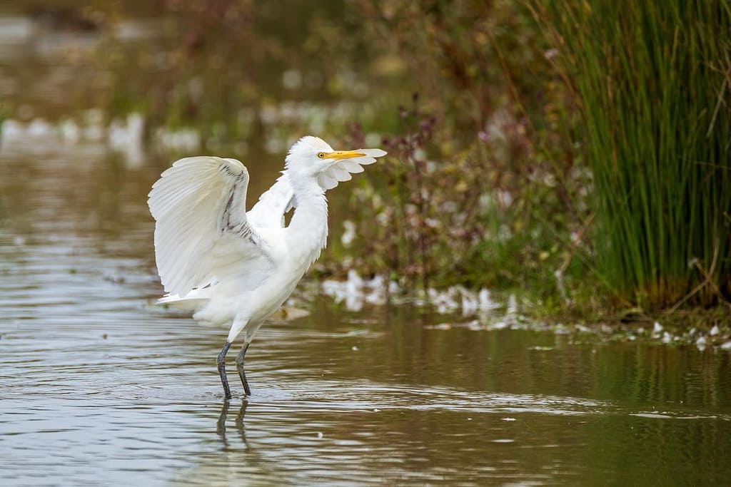Ardea ibis, Koereiger