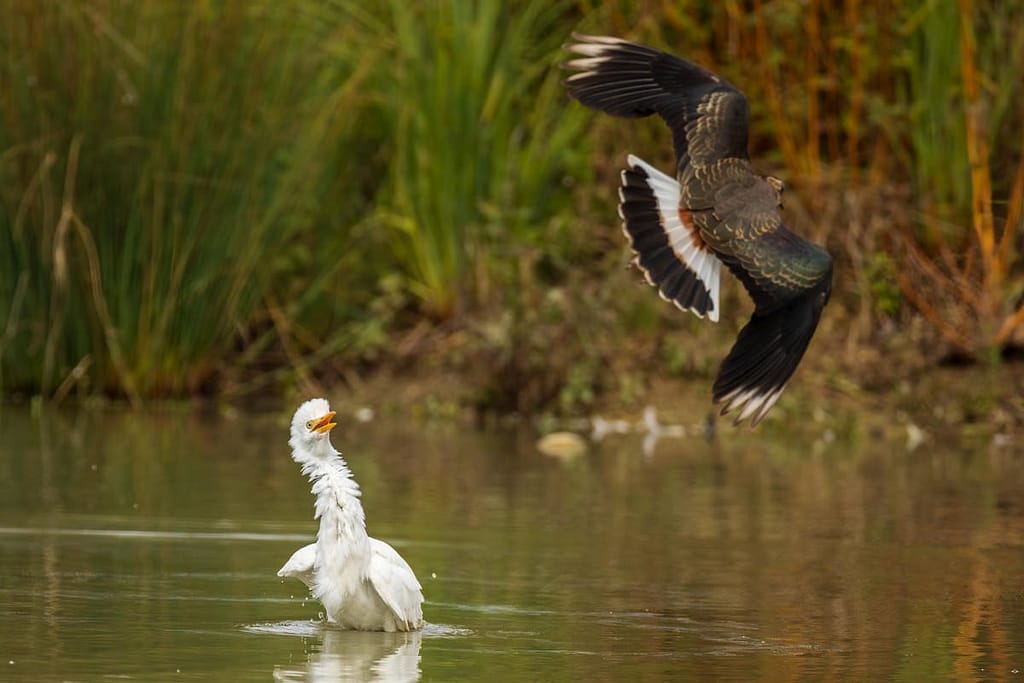 Ardea ibis, Koereiger