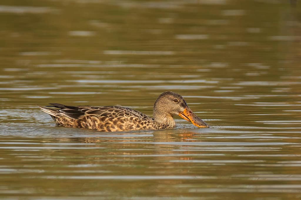 Spatula clypeata, Slobeend