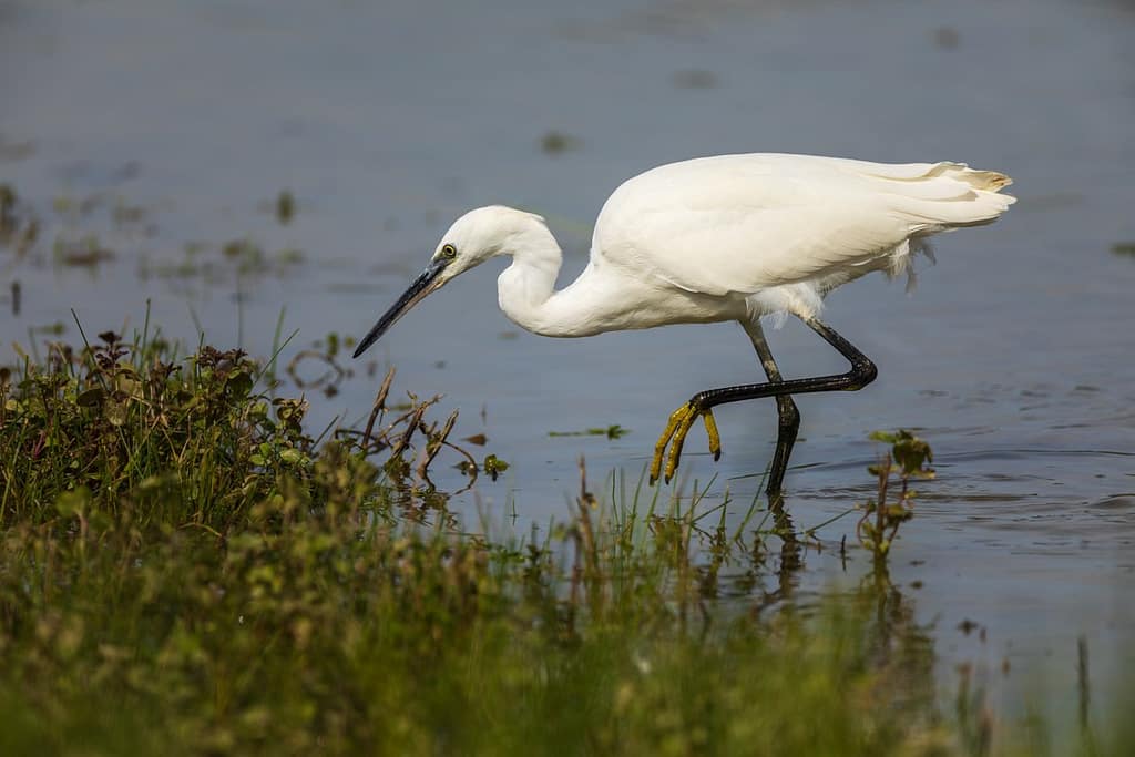 Egretta garzetta, Kleine zilverreiger