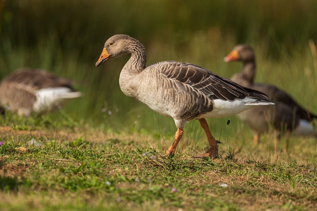 Anser anser, Grauwe gans