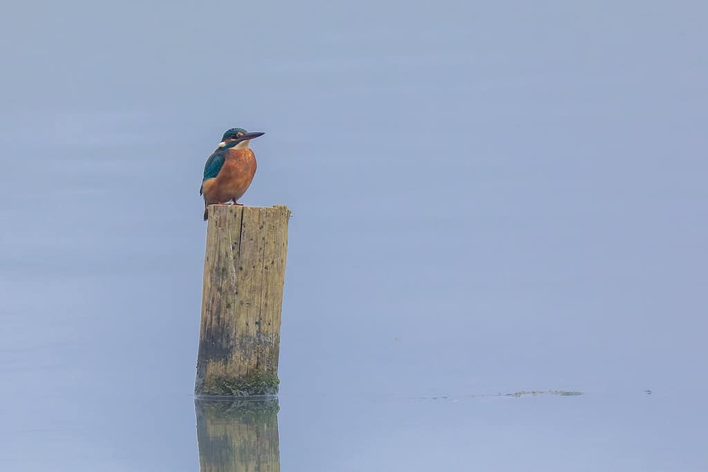 Alcedo atthis, IJsvogel