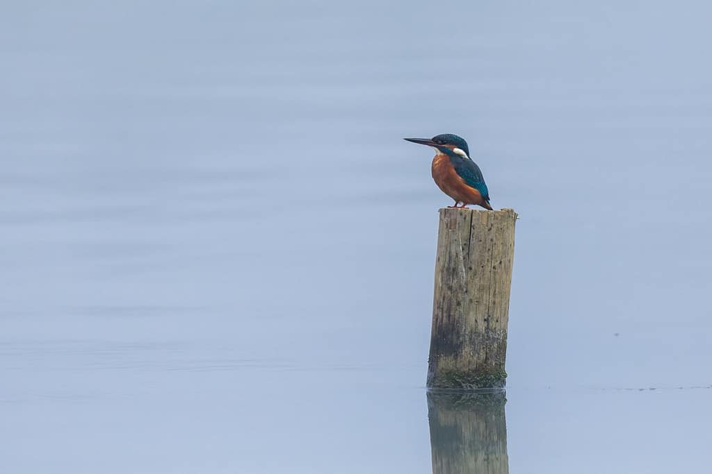 Alcedo atthis, IJsvogel