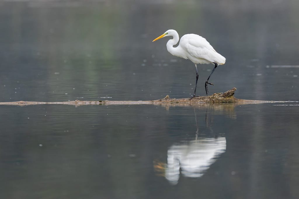 Ardea alba, Grote zilverreiger