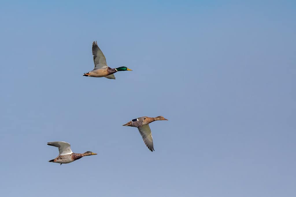 Anas platyrhynchos, Wilde eend