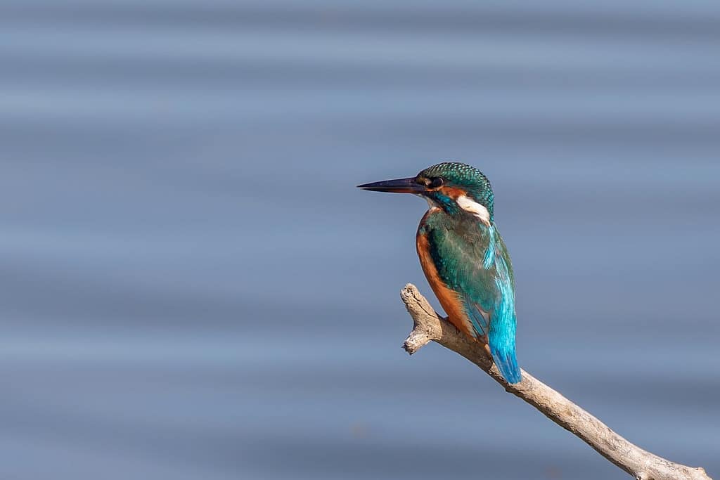 Alcedo atthis, IJsvogel
