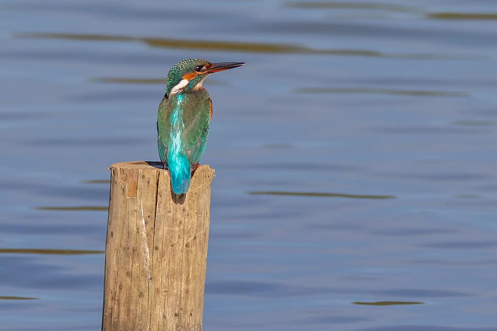 Alcedo atthis, IJsvogel