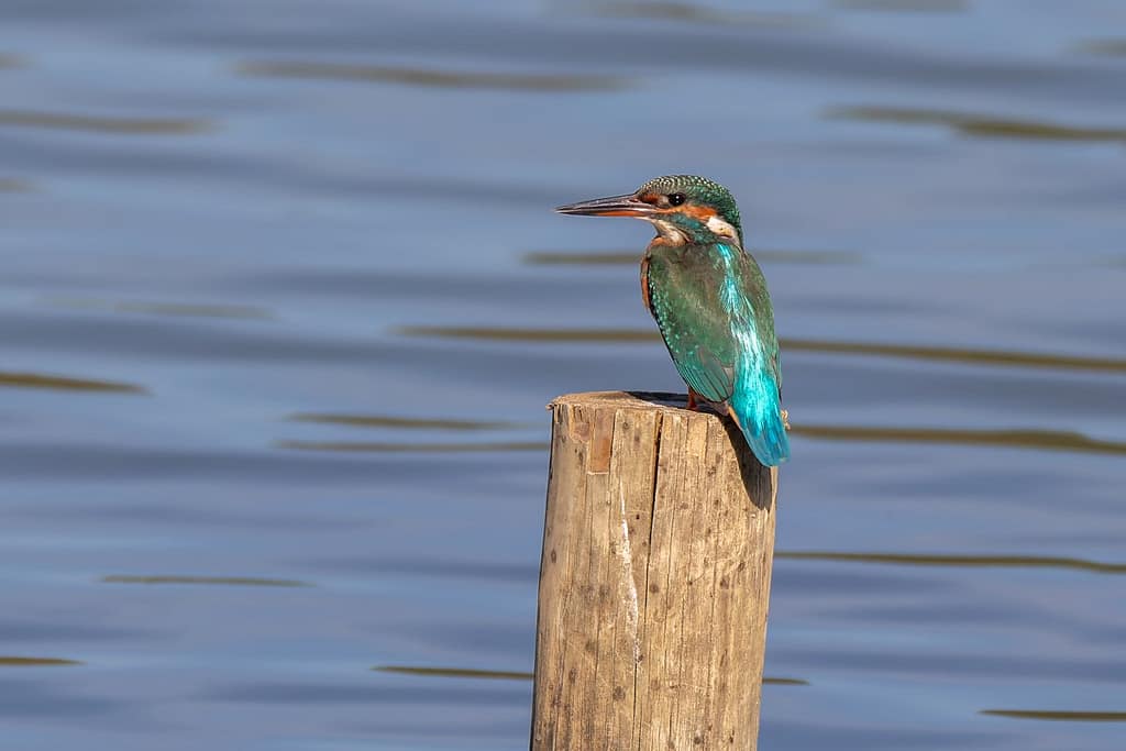 Alcedo atthis, IJsvogel