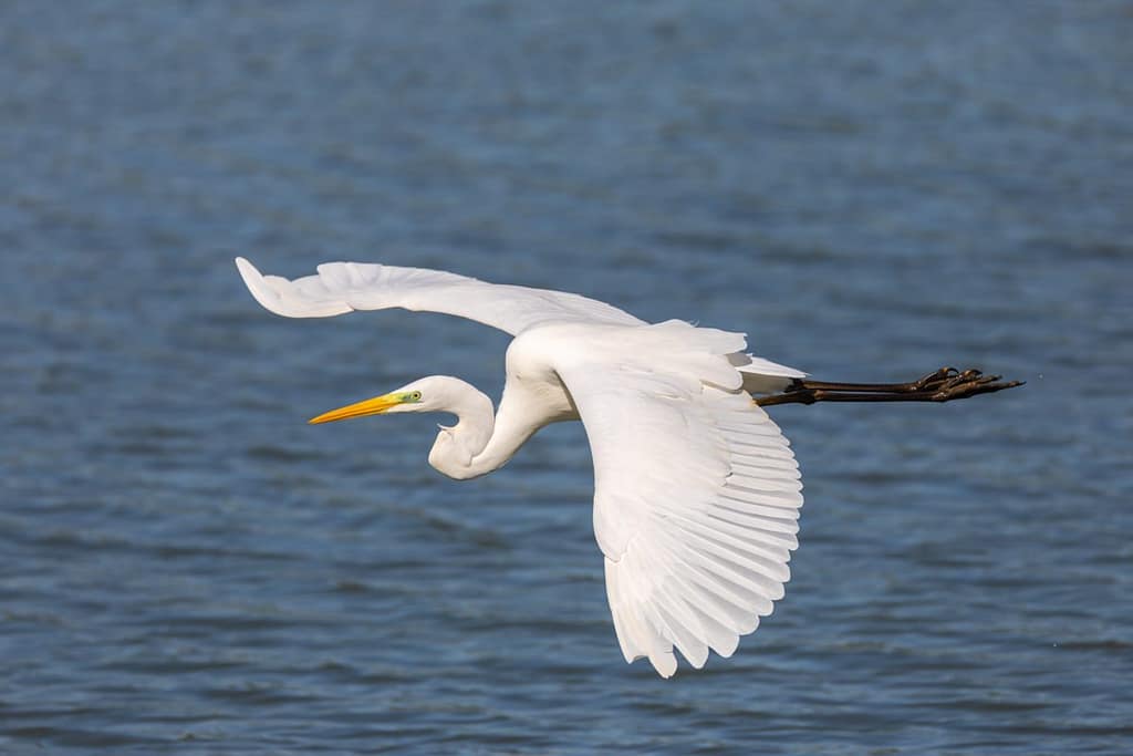 Ardea alba, Grote zilverreiger