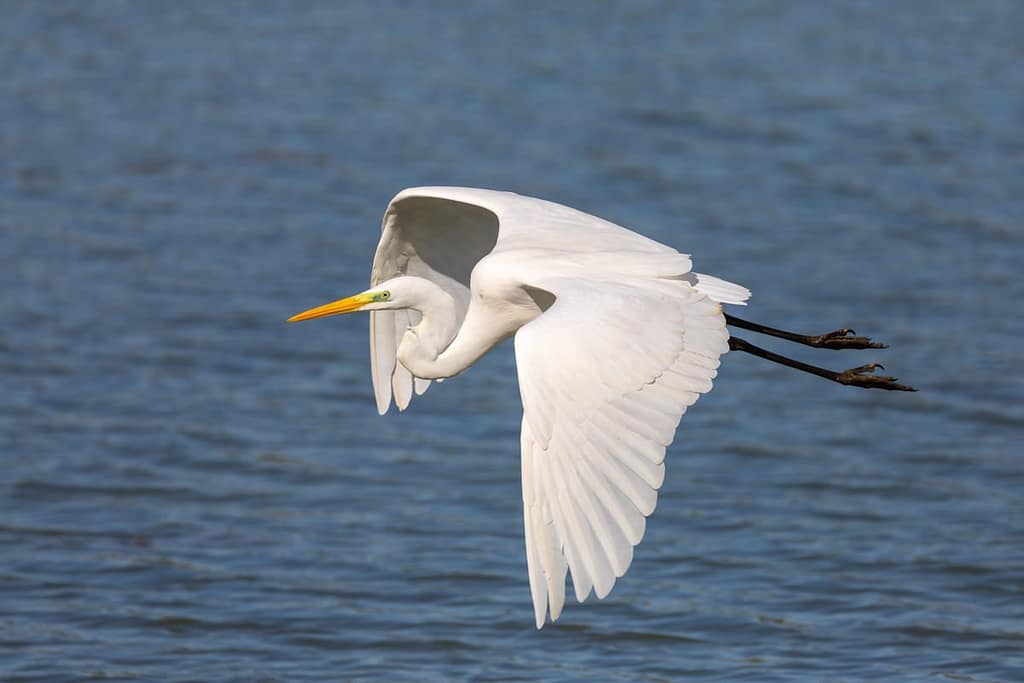 Ardea alba, Grote zilverreiger