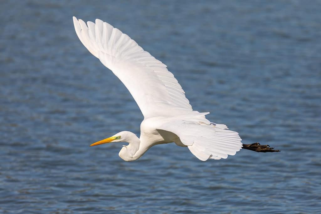 Ardea alba, Grote zilverreiger