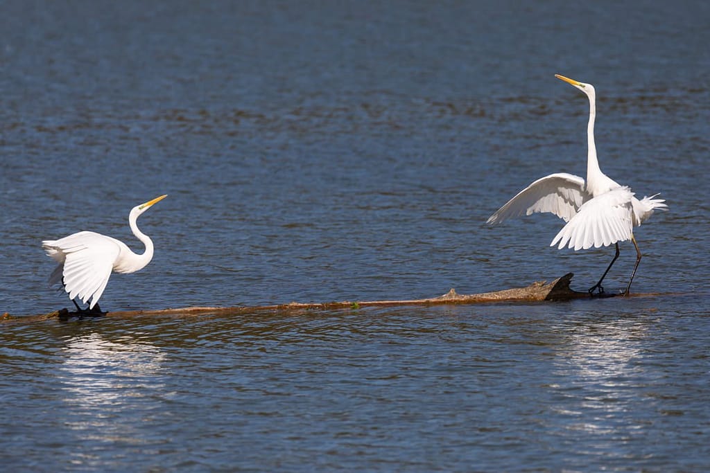 Ardea alba, Grote zilverreiger