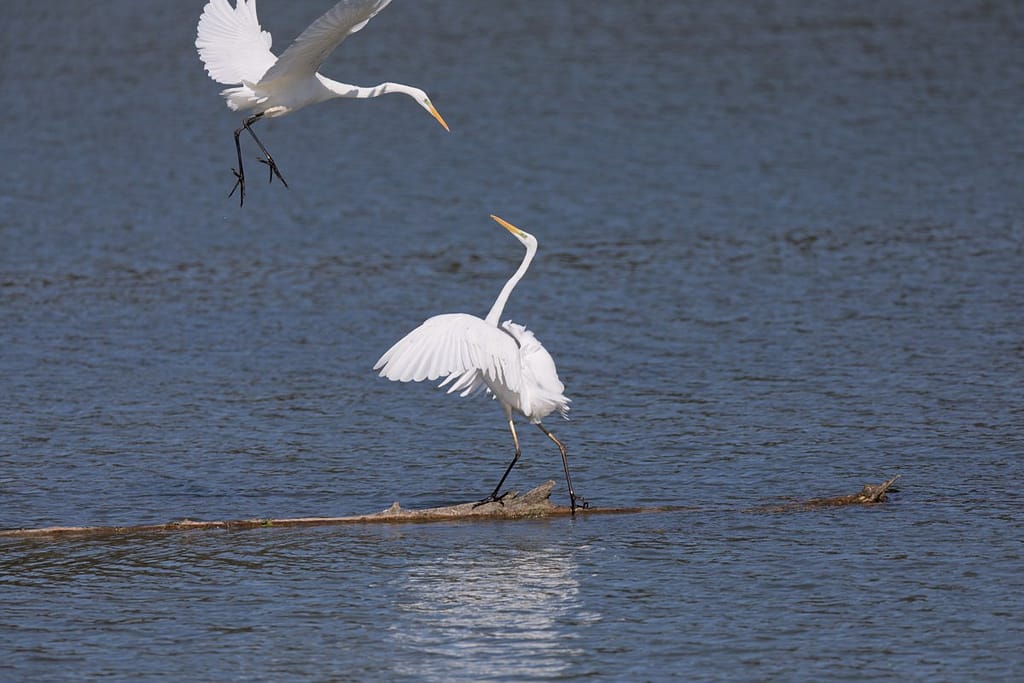 Ardea alba, Grote zilverreiger